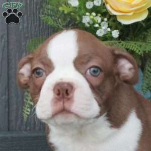 Buddy, Boston Terrier Puppy