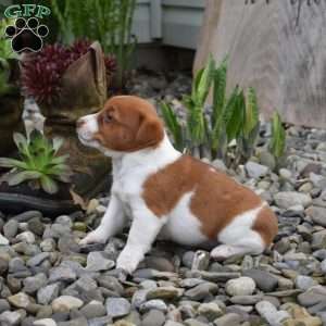 Buddy, Jack Russell Terrier Puppy
