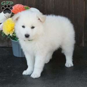 Buddy, German Shepherd Mix Puppy