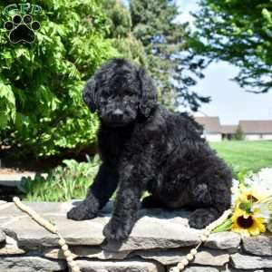 Buddy, Rottie-Poo Puppy