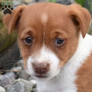 Buddy, Jack Russell Terrier Puppy