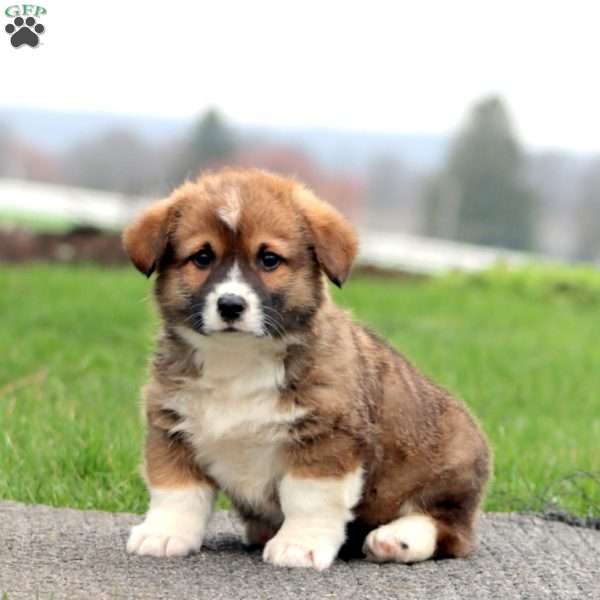 Buddy, Pembroke Welsh Corgi Puppy