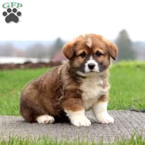 Buddy, Pembroke Welsh Corgi Puppy