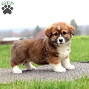 Buddy, Pembroke Welsh Corgi Puppy