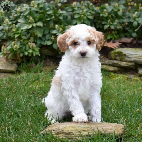 Bunny, Miniature Poodle Puppy