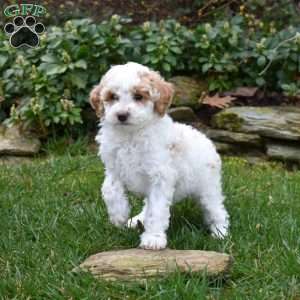 Bunny, Miniature Poodle Puppy