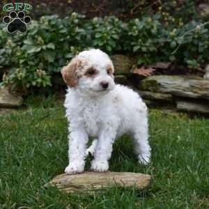 Bunny, Miniature Poodle Puppy