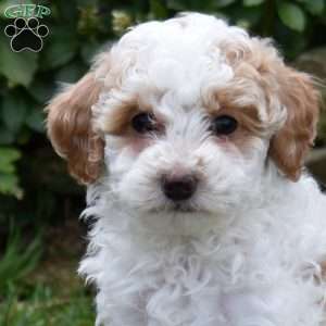 Bunny, Miniature Poodle Puppy