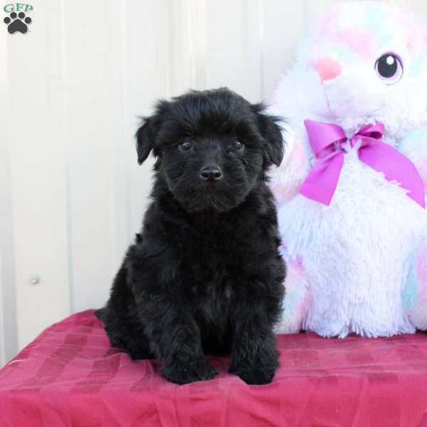 Bunny, Mini Labradoodle Puppy