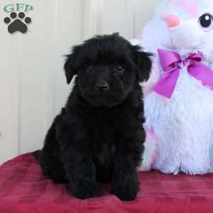 Bunny, Mini Labradoodle Puppy