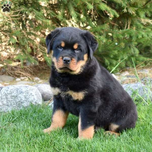 Buster, Rottweiler Puppy
