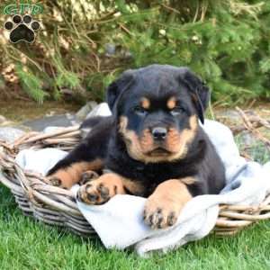 Buster, Rottweiler Puppy