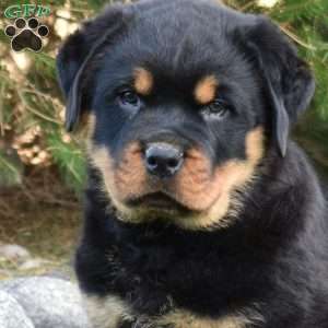 Buster, Rottweiler Puppy