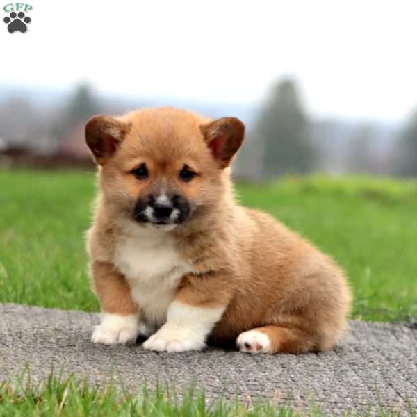 Buster, Pembroke Welsh Corgi Puppy