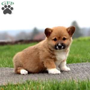 Buster, Pembroke Welsh Corgi Puppy