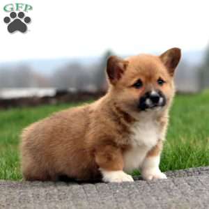 Buster, Pembroke Welsh Corgi Puppy