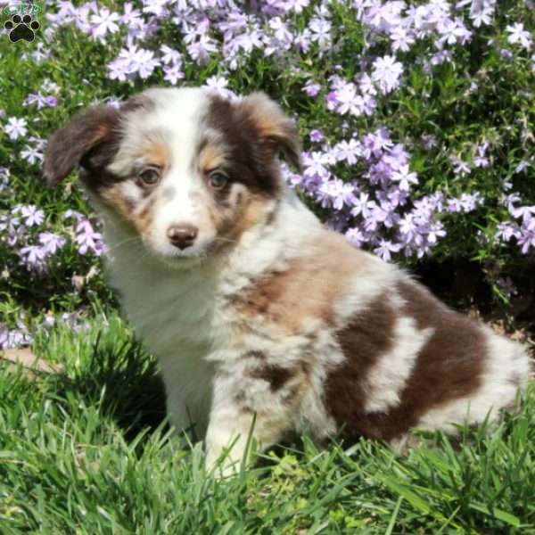 Buttercup, Australian Shepherd Puppy