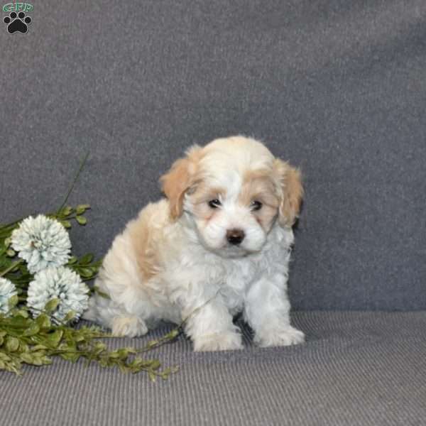 Buttercup, Maltipoo Puppy
