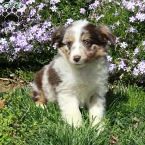 Buttercup, Australian Shepherd Puppy