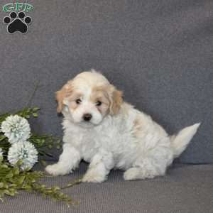 Buttercup, Maltipoo Puppy