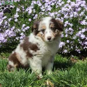 Buttercup, Australian Shepherd Puppy