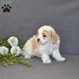 Buttercup, Maltipoo Puppy