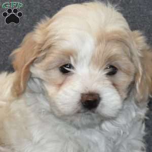 Buttercup, Maltipoo Puppy
