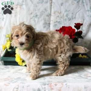 Buttercup, Maltipoo Puppy