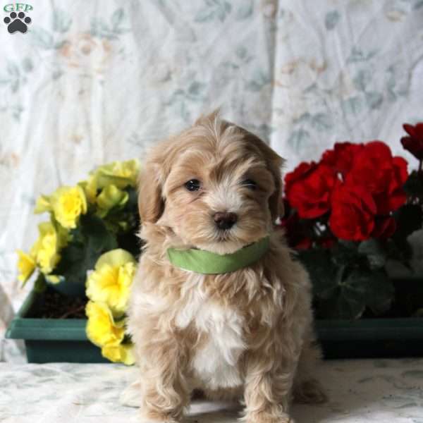 Buttercup, Maltipoo Puppy