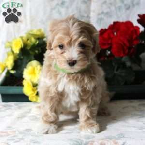 Buttercup, Maltipoo Puppy