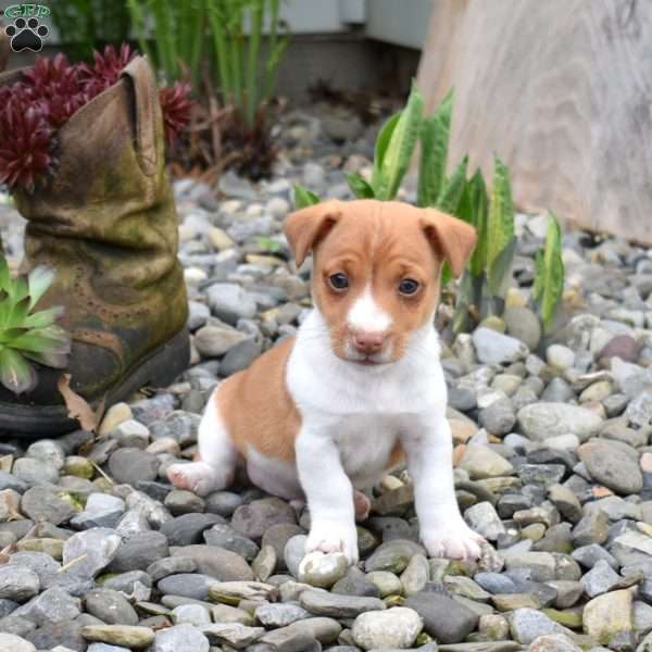 Butters, Jack Russell Terrier Puppy