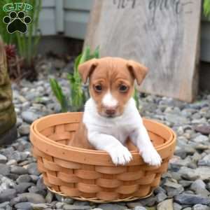 Butters, Jack Russell Terrier Puppy