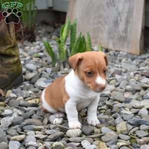 Butters, Jack Russell Terrier Puppy