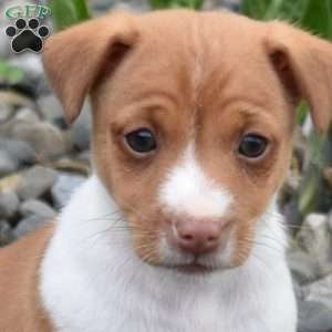 Butters, Jack Russell Terrier Puppy