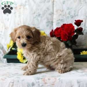 Buzz, Maltipoo Puppy