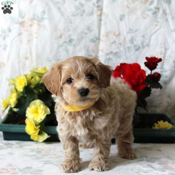 Buzz, Maltipoo Puppy