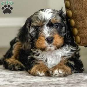 Arlo, Cavapoo Puppy