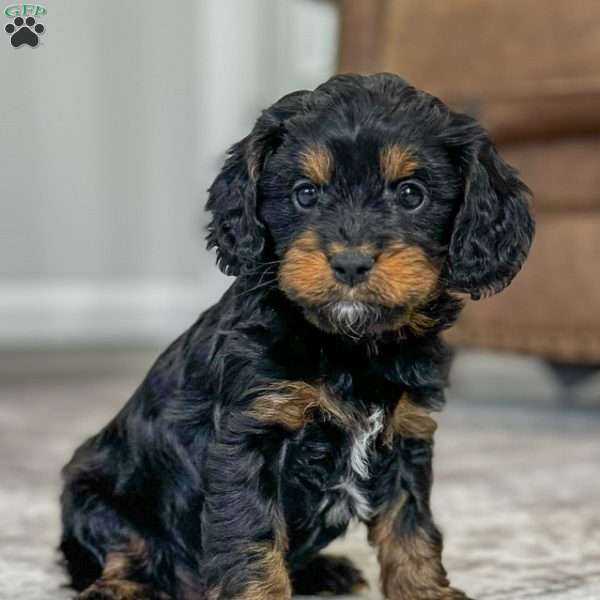 Ariel, Cavapoo Puppy