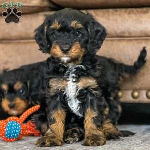 Axel, Cavapoo Puppy