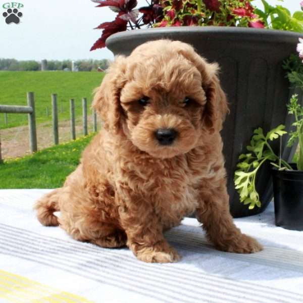 Cade, Cavapoo Puppy