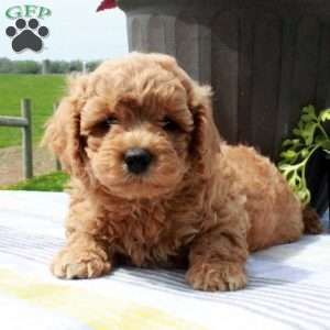 Cade, Cavapoo Puppy