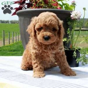Cade, Cavapoo Puppy