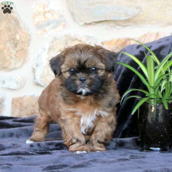 Caleb, Teddy Bear Puppy