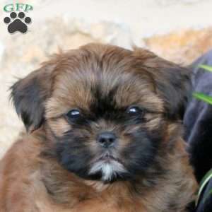 Caleb, Teddy Bear Puppy