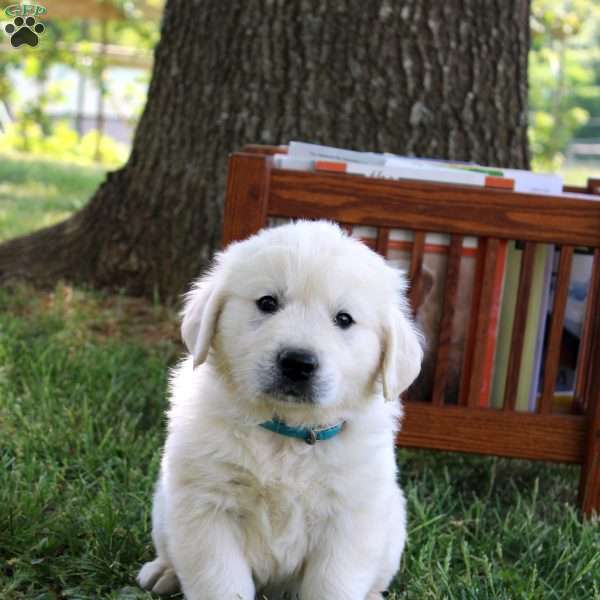 Caleb, English Cream Golden Retriever Puppy