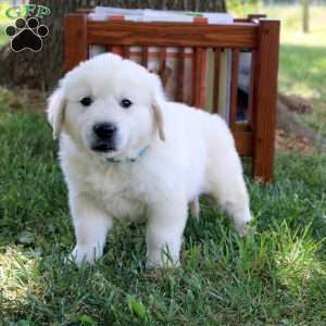 Caleb, English Cream Golden Retriever Puppy
