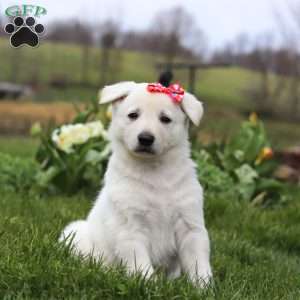 Callie, German Shepherd Puppy