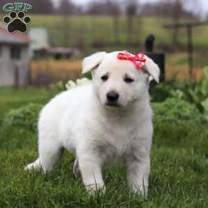 Callie, German Shepherd Puppy