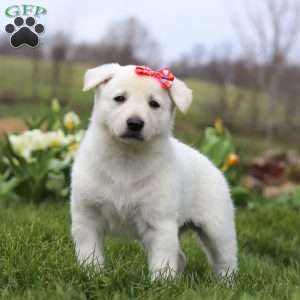 Callie, German Shepherd Puppy