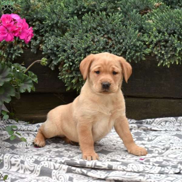 Callie, Yellow Labrador Retriever Puppy